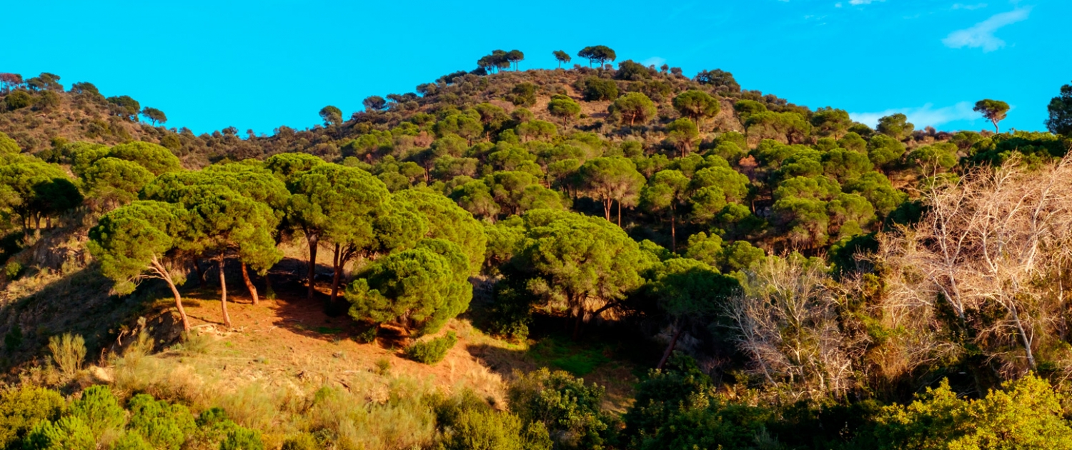 Los Montes de Málaga, el pulmón verde de la ciudad
